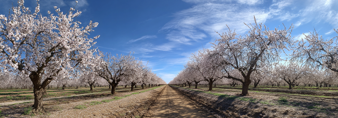 Keep Almond Orchards in Top Condition